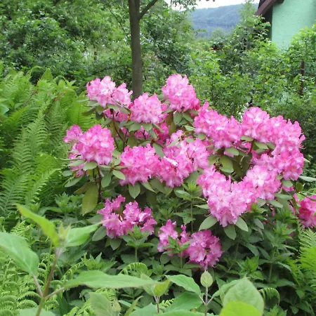 בית נופש Dum U Rybnika Nydek