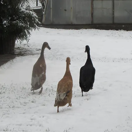 בית נופש Dum U Rybnika *